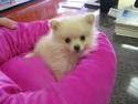 Cute Pomeranian Puppies for you