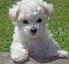Lovely Bichon Fries Puppies