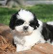 Shih+tzu+dogs+for+sale+liverpool