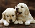 Golden Retriever Puppies for you...