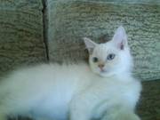 READY NOW Two female ragdoll kittens for sale