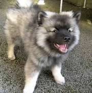 male and female keeshond puppies for you