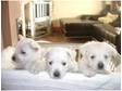 Beautifull Litter of West Highland White Terrier Puppies Males and Females KC