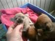 chihuahua puppies. chihuahua shortcoat puppies including....