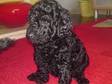 Poodle pups for sale. 3 black poodle pups,  7 weeks old 2....