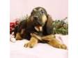Bloodhound puppies for sale Bloodhound puppies for sale....