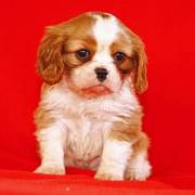 Cavalier King CharlesThis cute puppy is family raised,  and loves chil