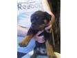 Rottweiler puppies 5 dogs 8 wks old . Both parents can....