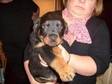2 Beautiful rottweller pups both dogs,  9 weeks old k. C....