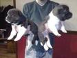 Akita pups for sale very big teddybear type colours....