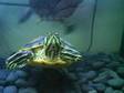 Yellow Bellied Turtles