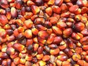 Refined and Crude : Palm oil ,  Sunflower oil