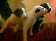 Whippet Pups For Sale